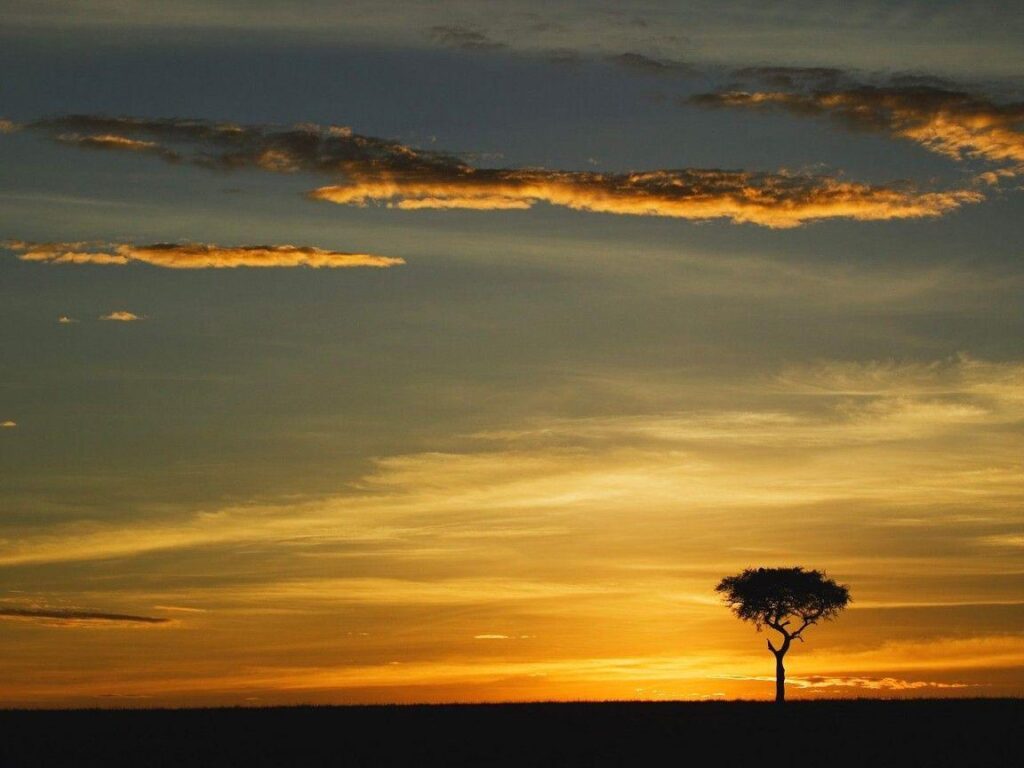 World africa single acacia