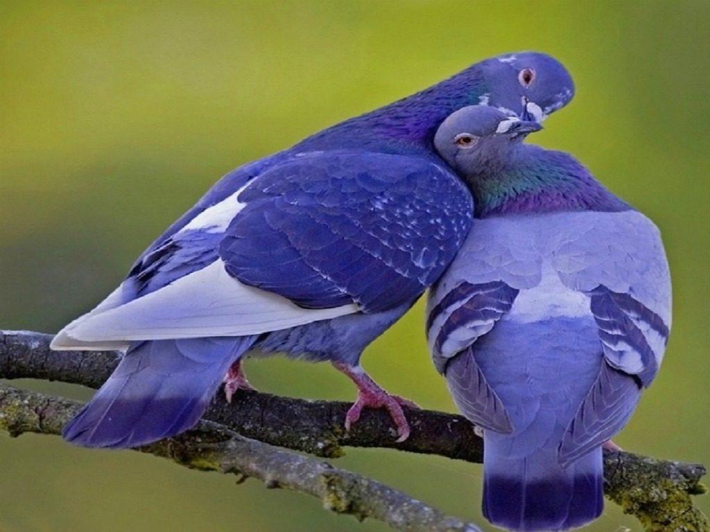 Pigeon Colorful 2K Wallpaper Wallpapers Photos