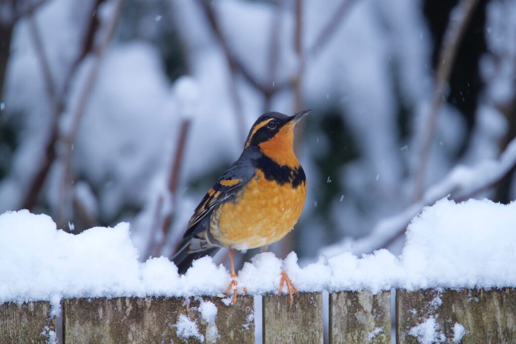 Brown and black bird, thrush 2K wallpapers