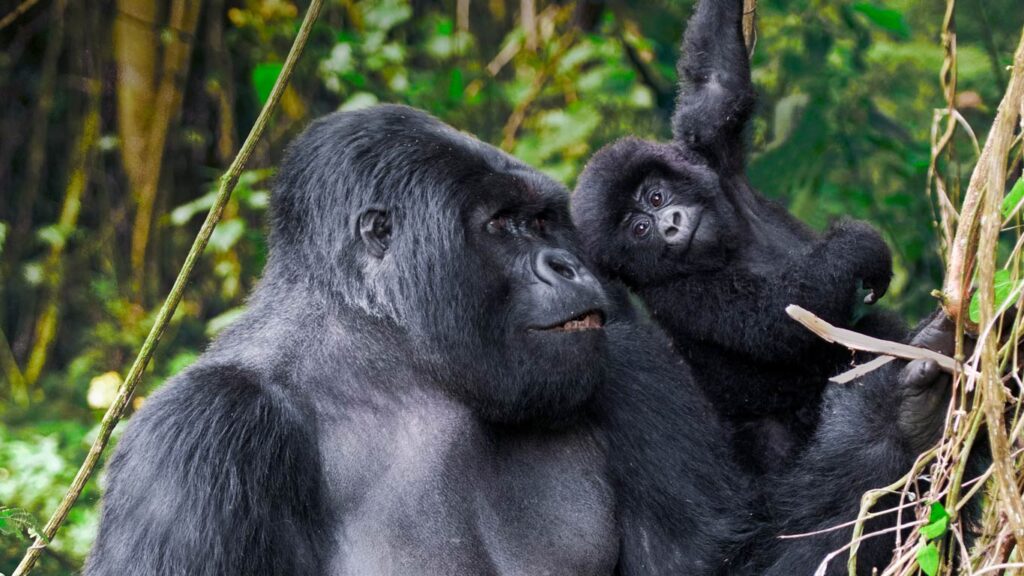 Beautiful male mountain gorilla and juvenile in volcanoes national