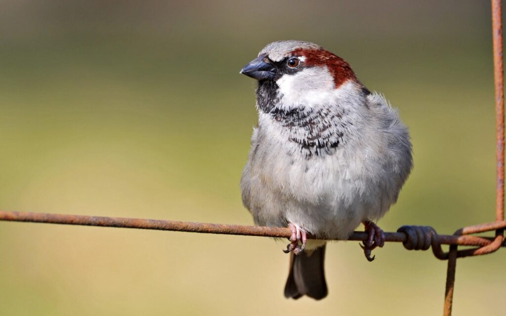 House Sparrow 2K wallpapers