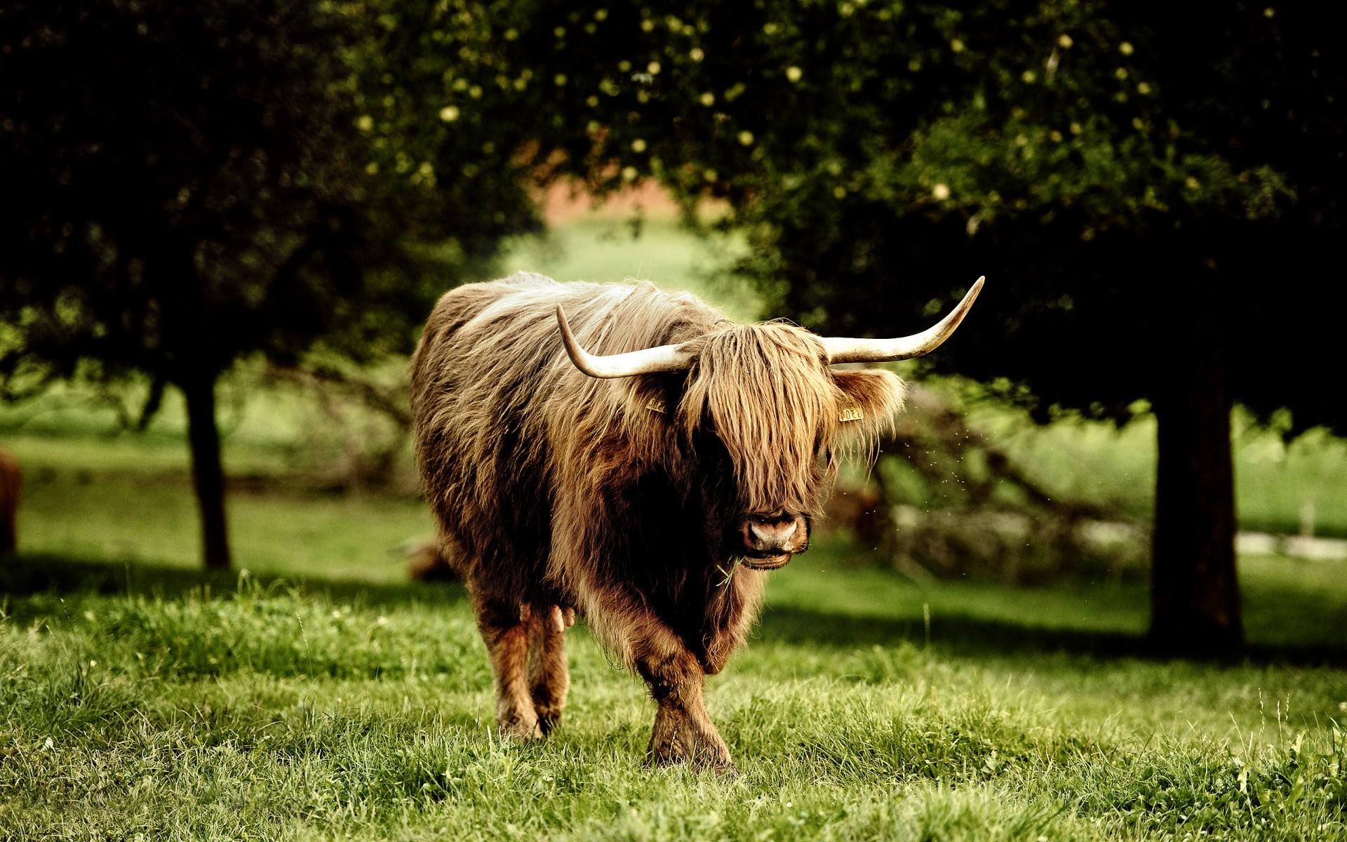 Silly Highland Cow Sketch Wallpaper Backgrounds