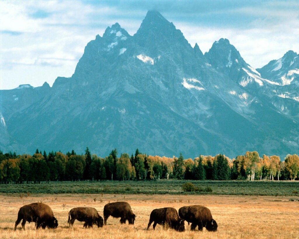 American bison wallpapers