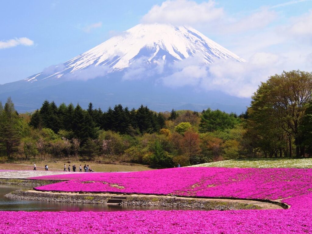 Mt Fuji “Shibazakura” Flower Festival