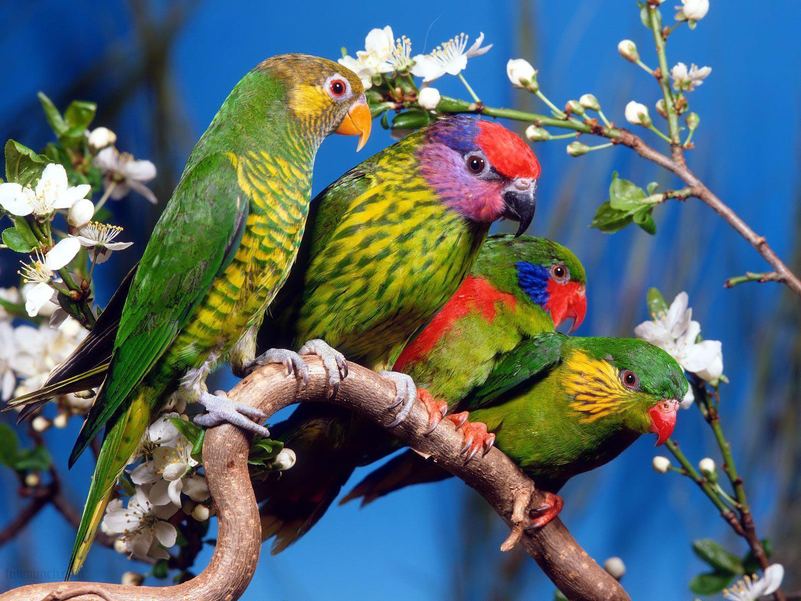 Beautiful Nature Love Birds Widescreen 2K Wallpaperscom