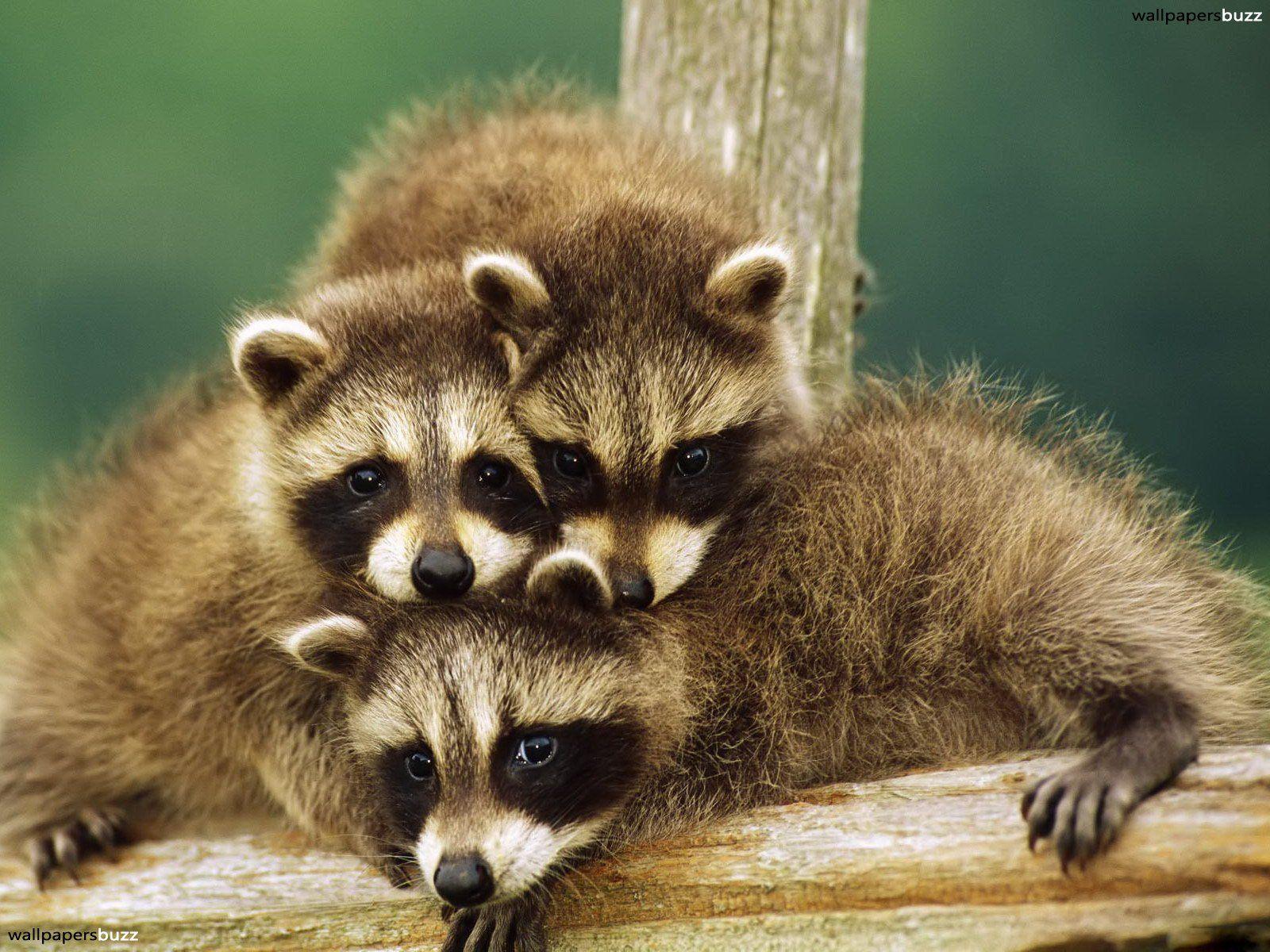 Baby raccoons 2K Wallpapers
