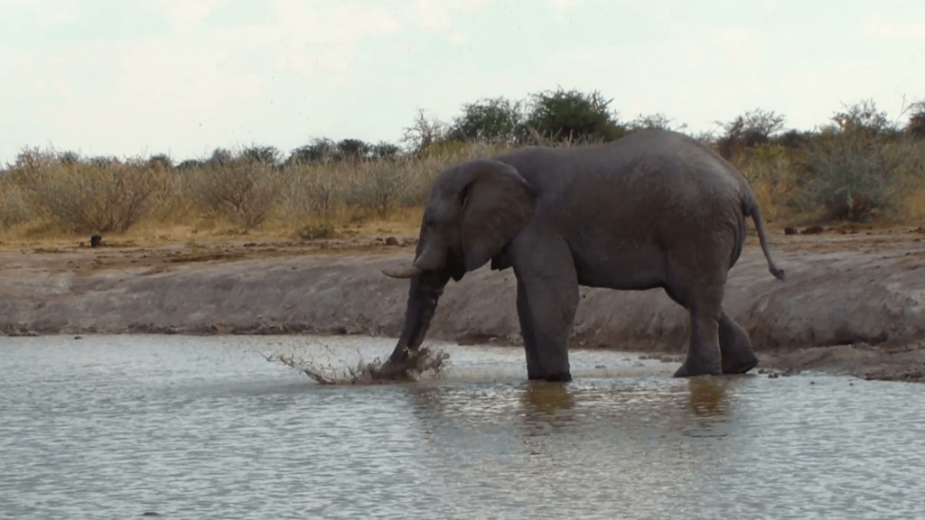 Elephant playing water and mud in a waterhole Nxai Pan National