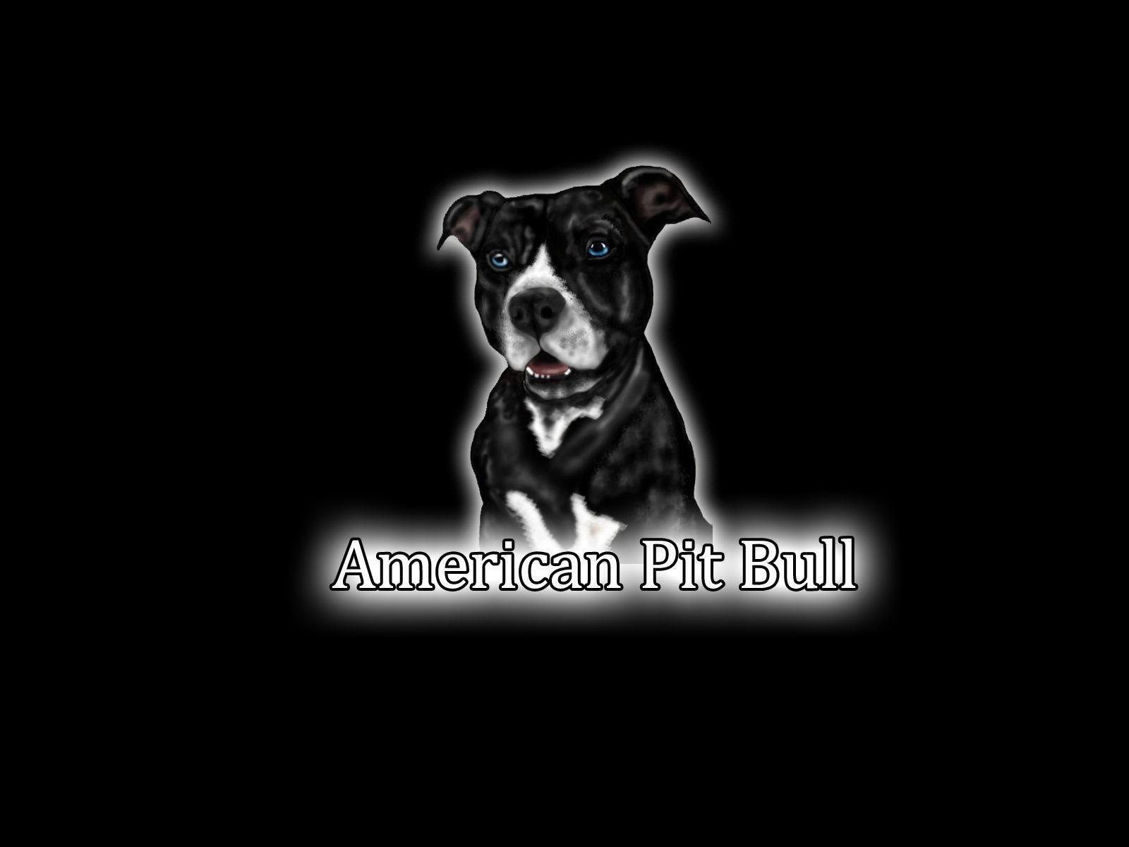 Pit bull Wallpapers