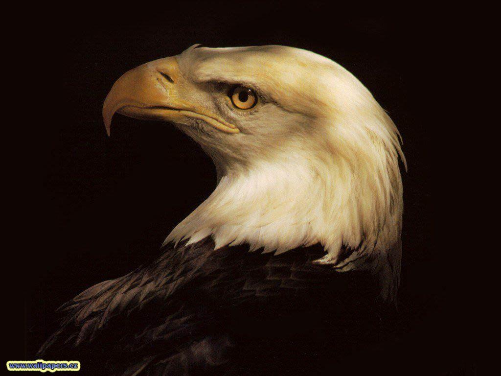 Animals For > d Eagle Wallpapers Desktop