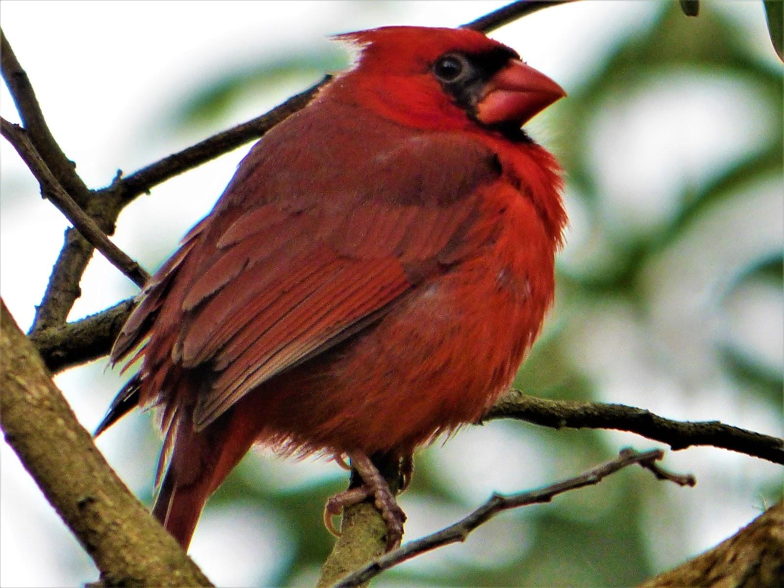 Geotripper’s California Birds A Northern Cardinalin Hawai’i? The