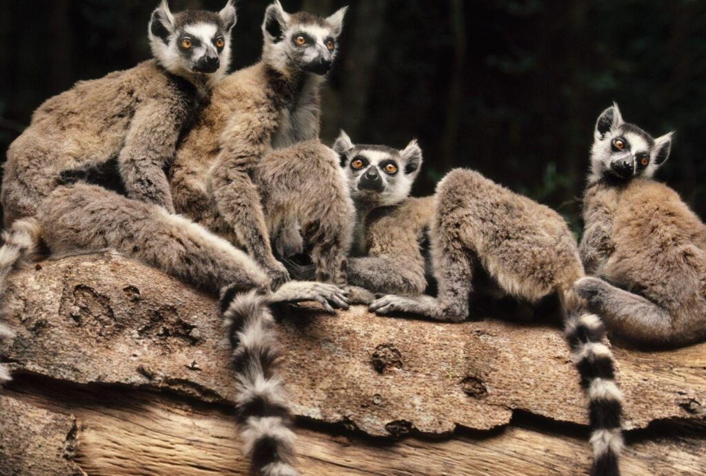 Lemurs Tag wallpapers Lemurs Family Little Baby Wallpapers Of