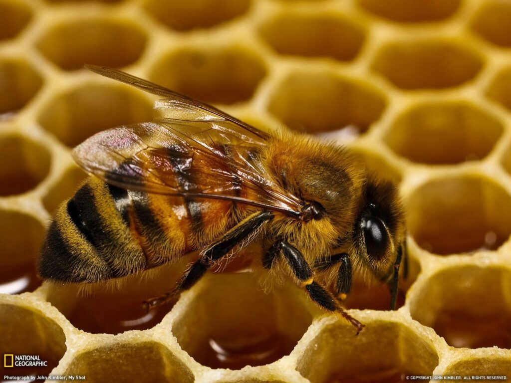 Bee wallpapers