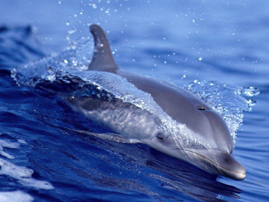 Florida Dolphin Wallpapers