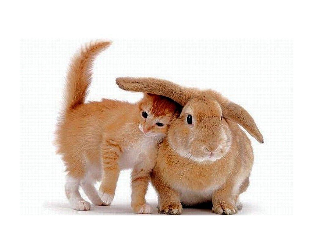 Brown Cat And Rabbit Wallpapers