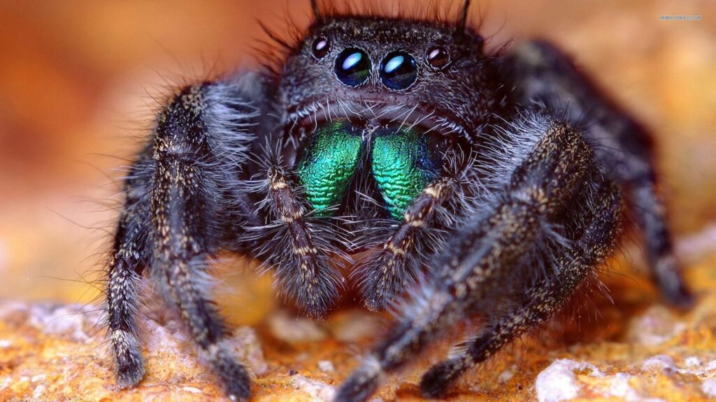 Jumping spider wallpapers
