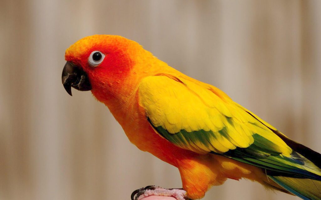 Yellow Parrot Wallpapers 2K  Wallpapers