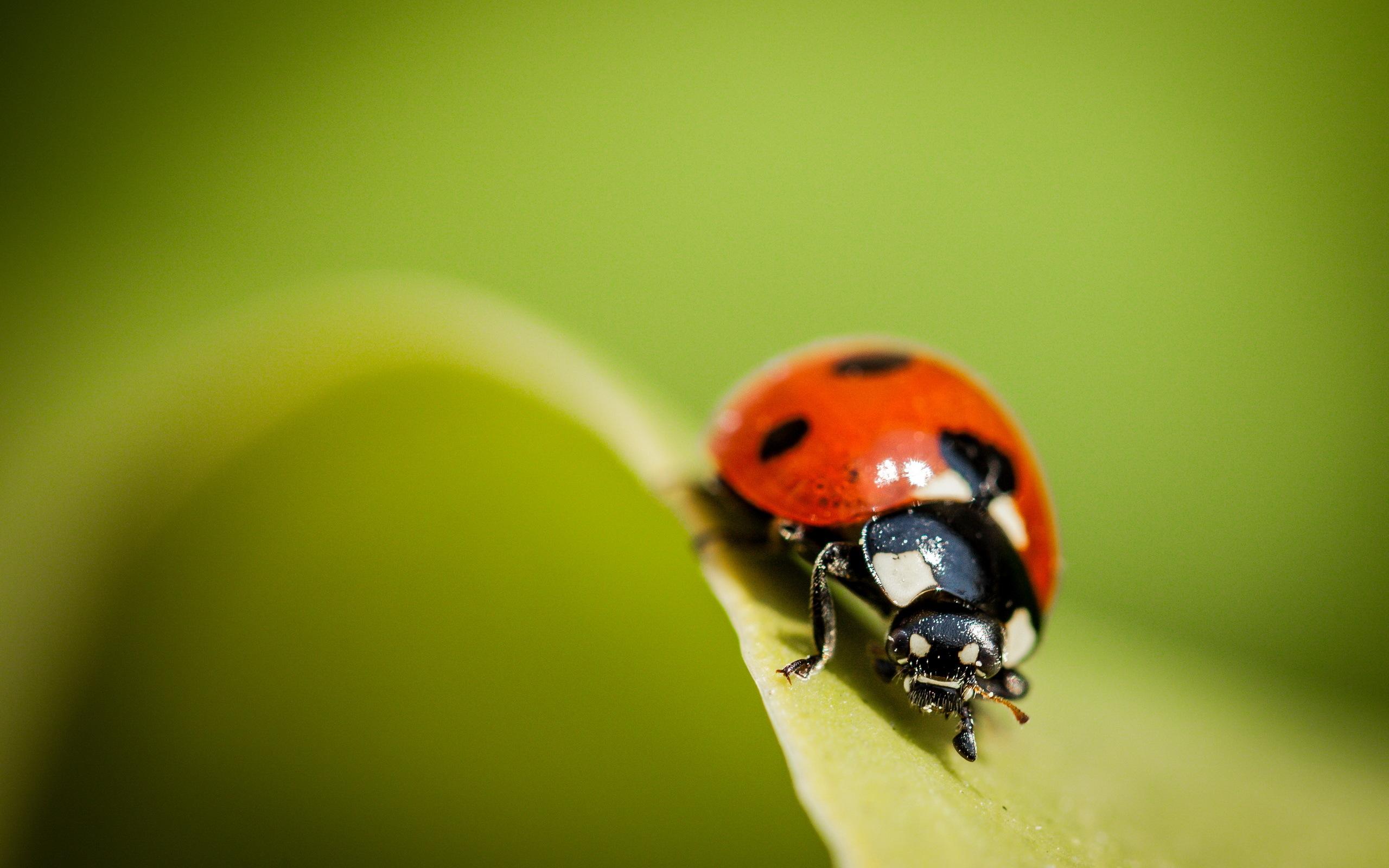 Ladybug Wallpapers, Pictures, Wallpaper