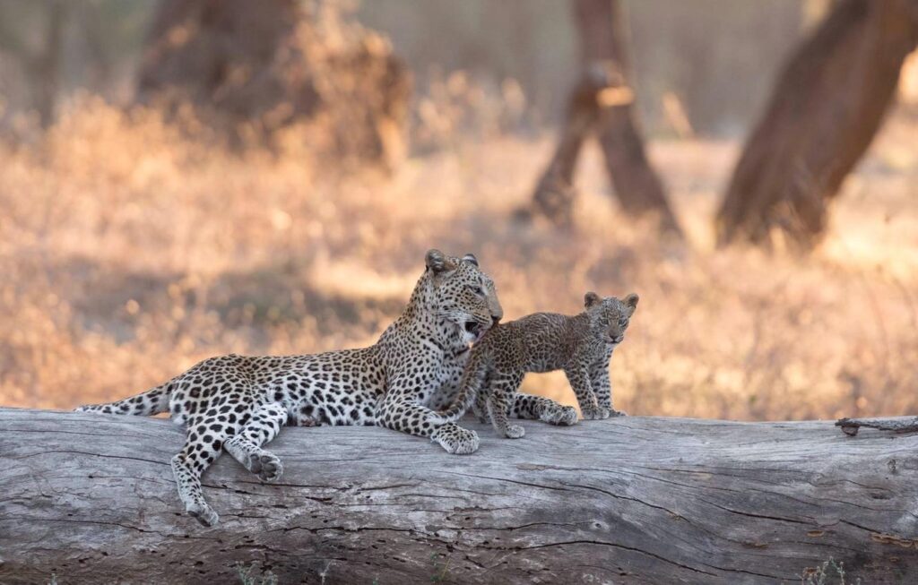 Wallpapers leopard, Africa, log, cub, kitty, bokeh, Zambia, Lower