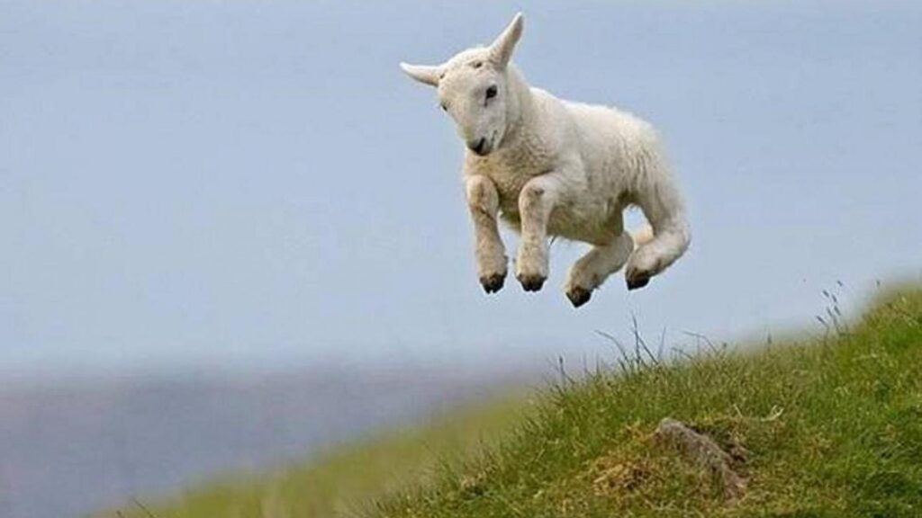 High Jump Cute Lamb