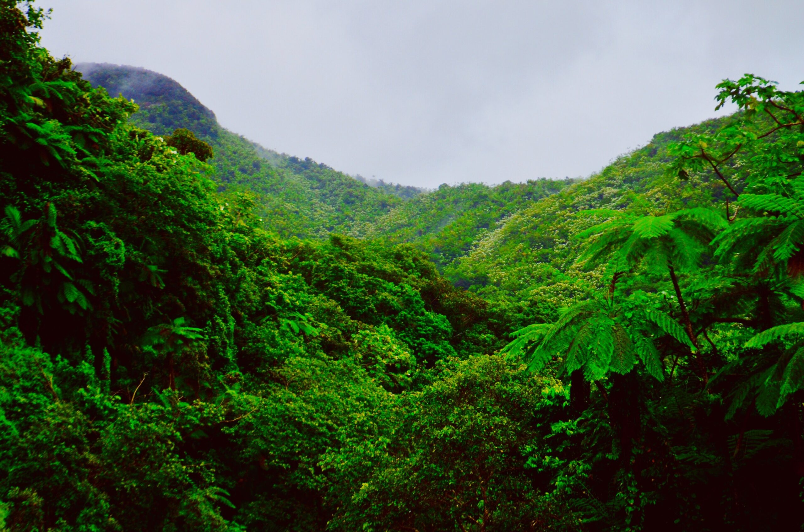 Engaging Rainforest Photos