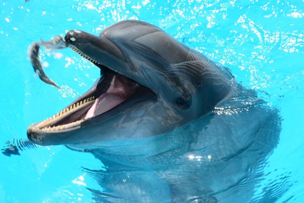 Dolphinarium, dolphins, fish, fish in water, mammals, marine
