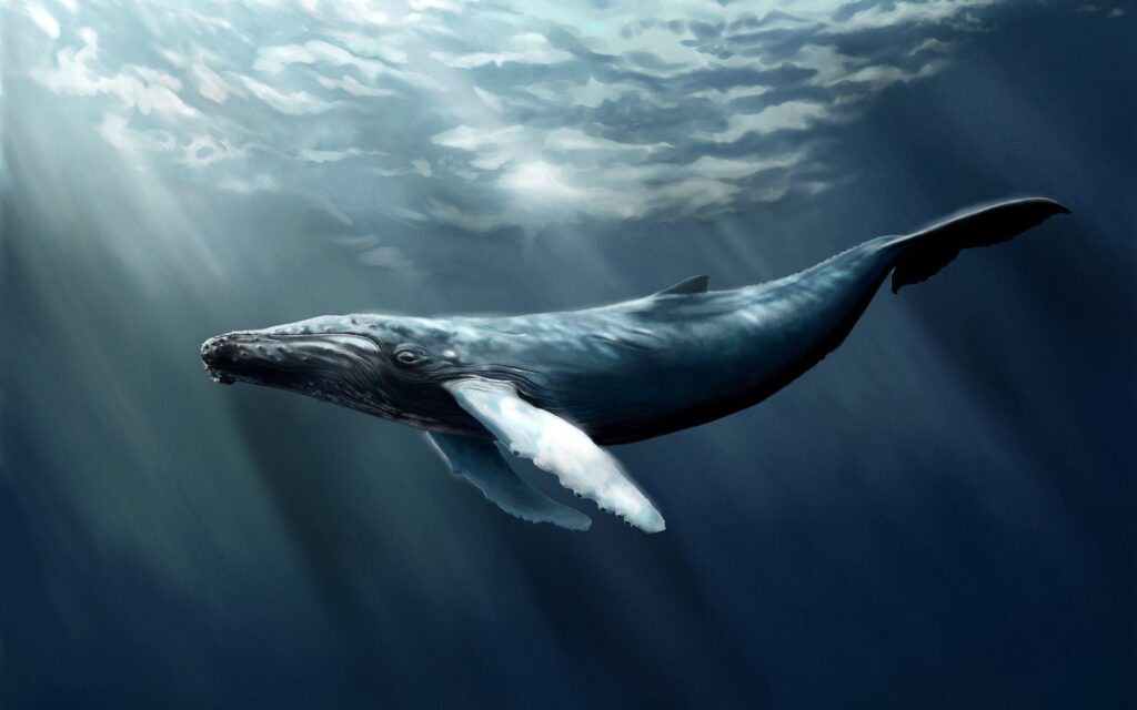 Humpback whale art Wallpapers