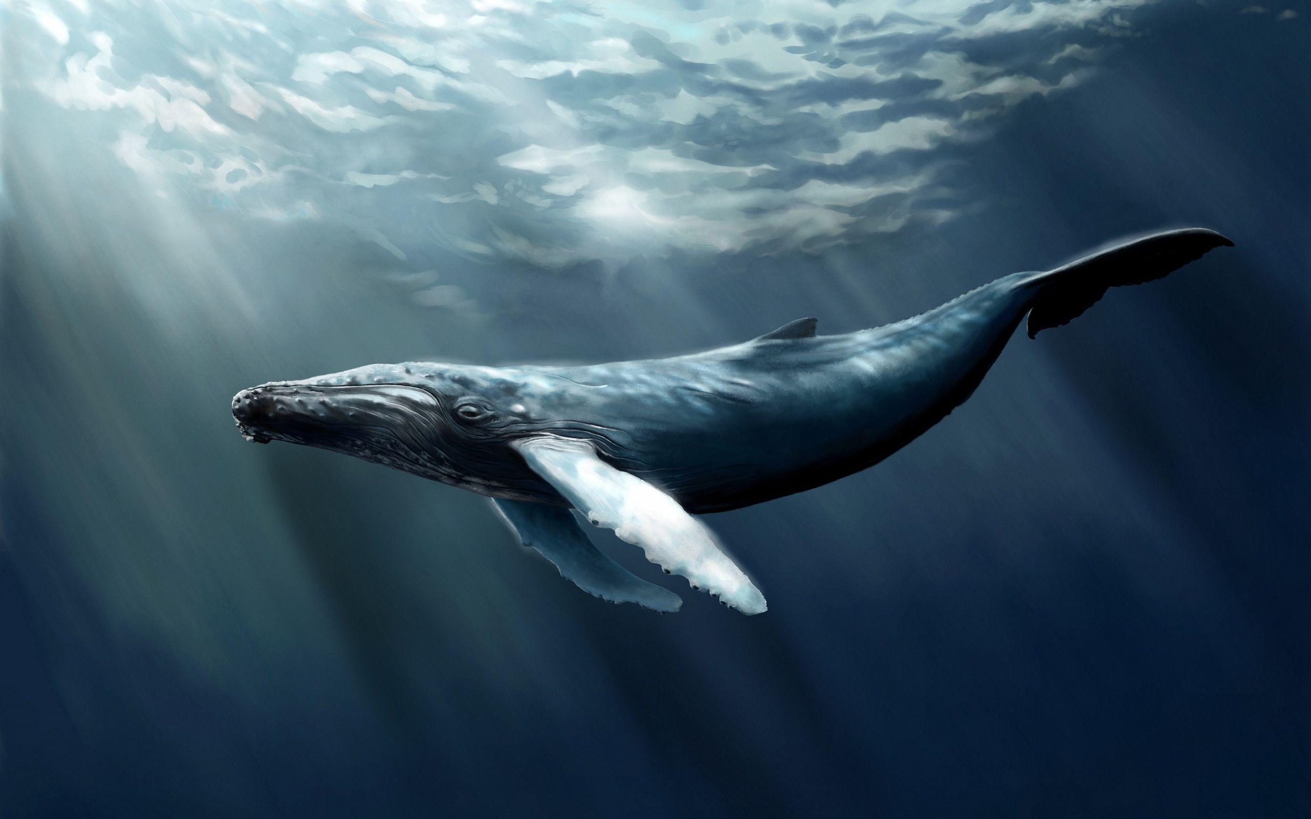 Humpback whale art Wallpapers