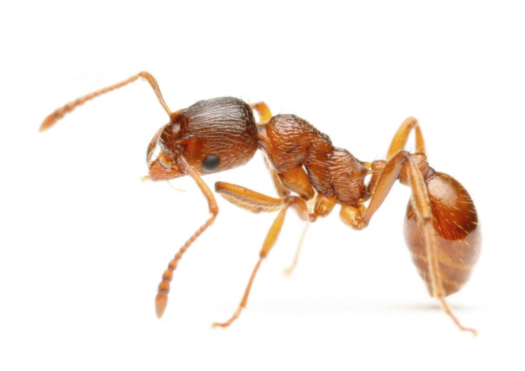 Ant Wallpapers and Backgrounds Wallpaper