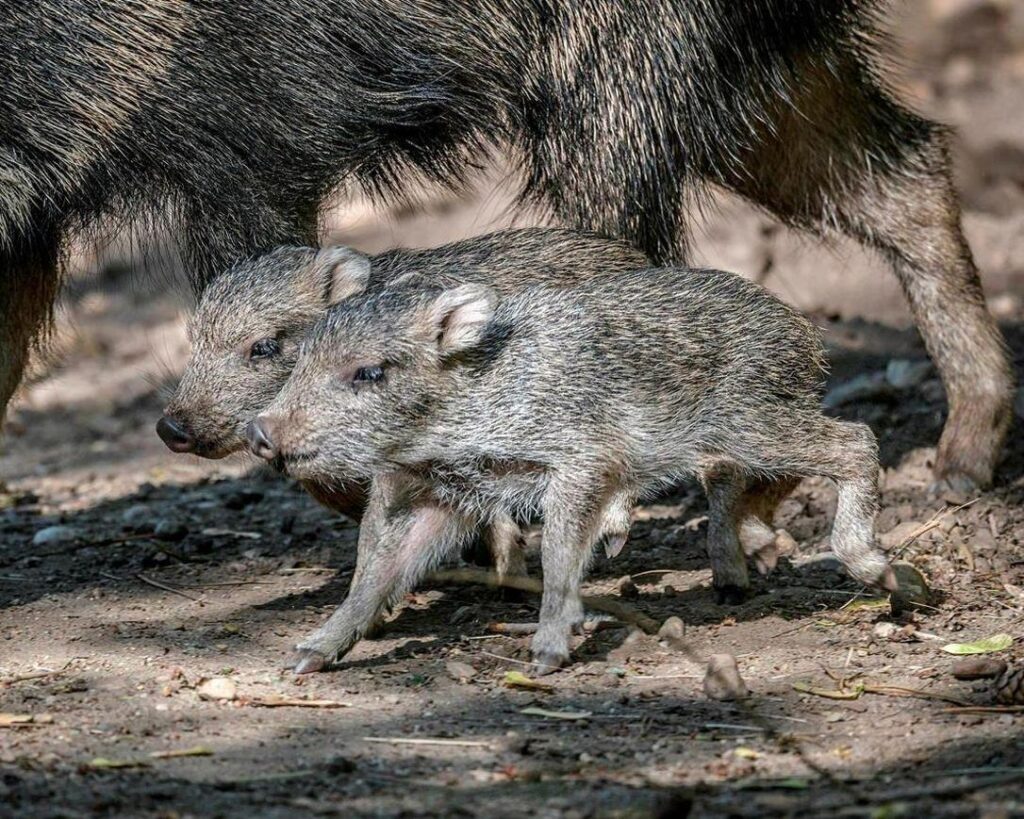 Rare mammals, Chacoan peccaries, born in Prague zoo