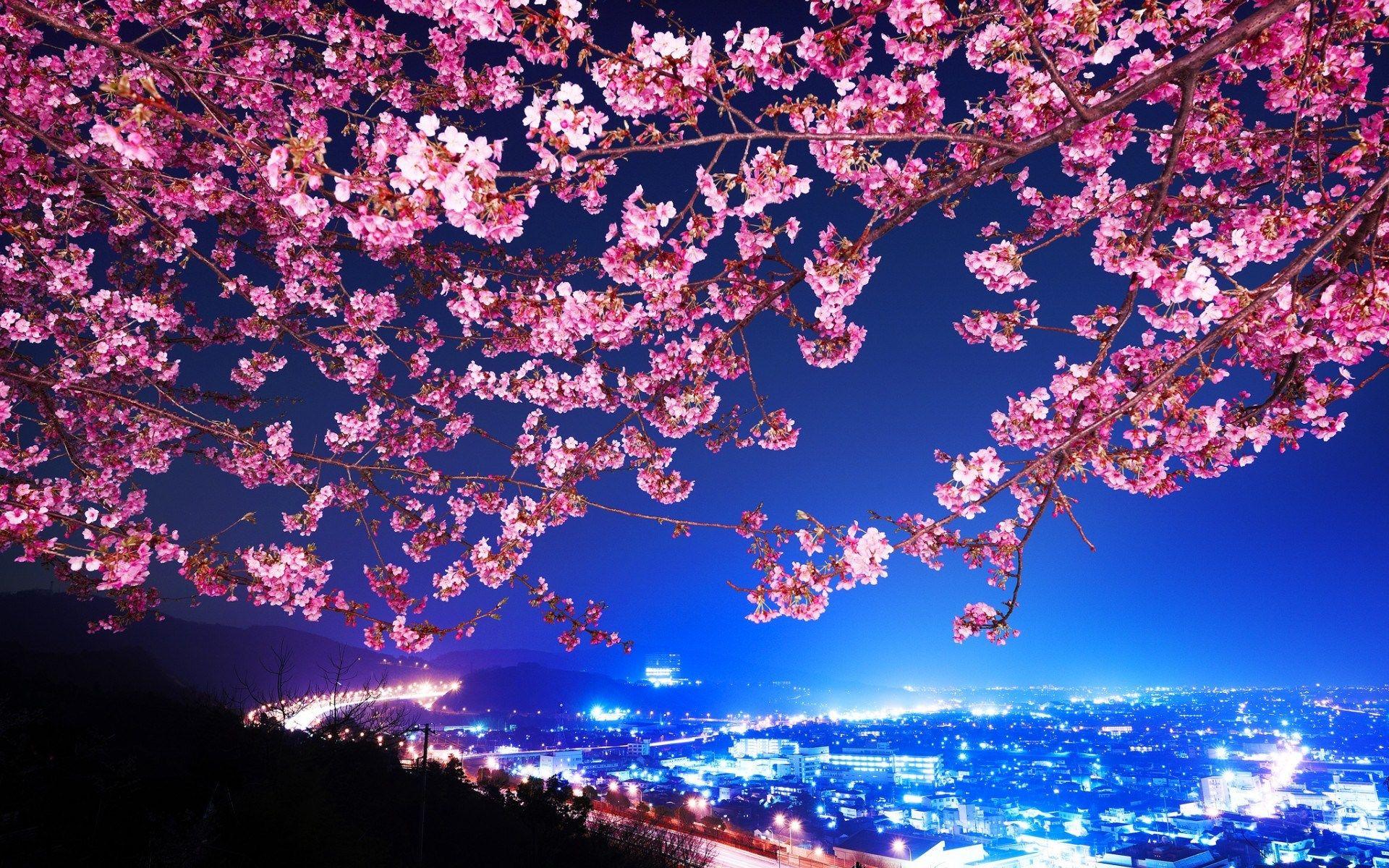 Cherry Blossom Desk 4K Backgrounds Wallpapers