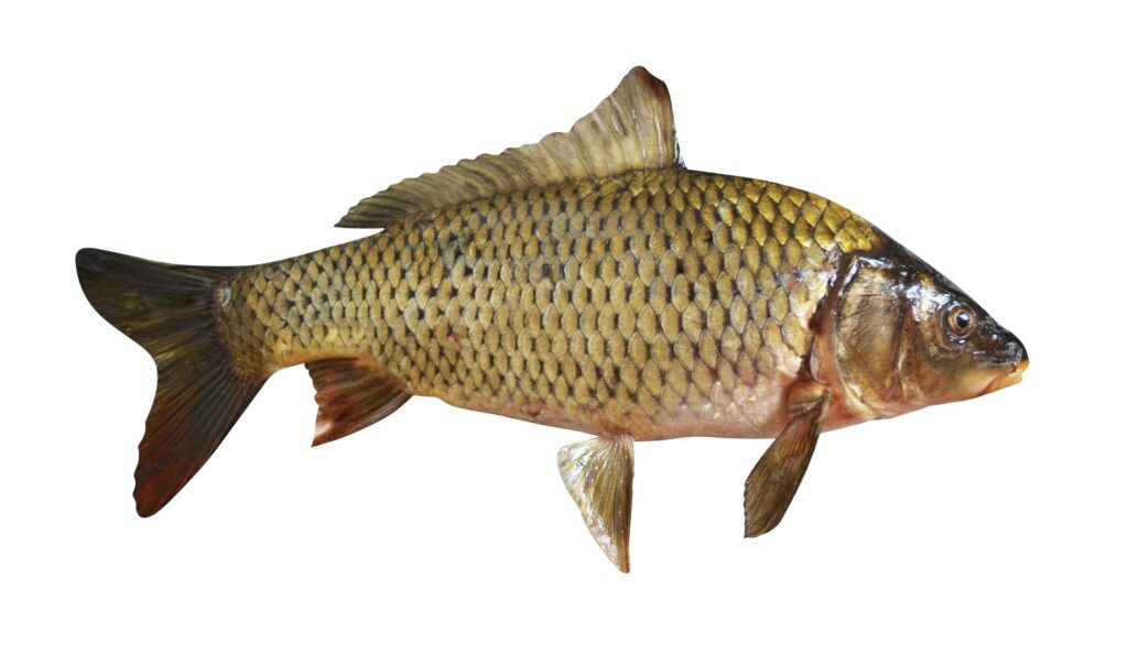 Carp Wallpapers High Quality