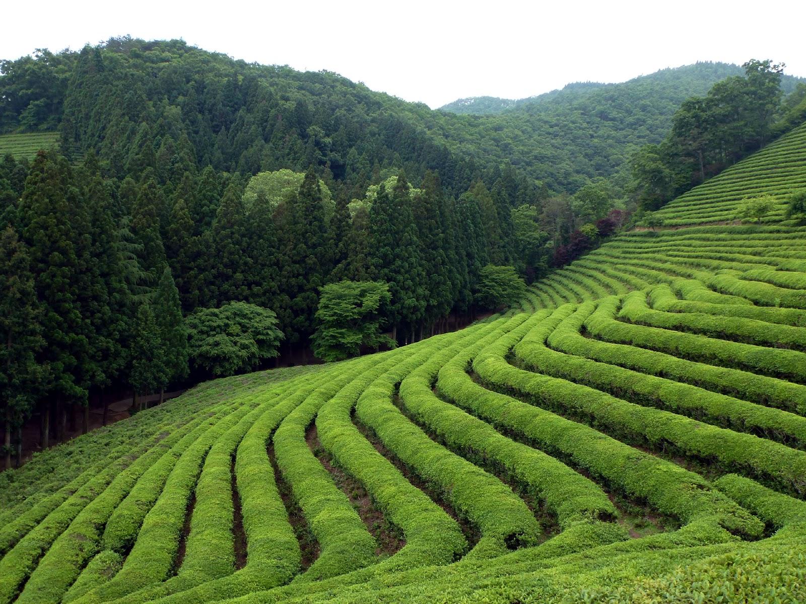 Destination Exploration The Green Tea Fields of Boseong