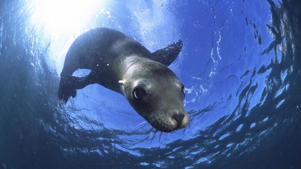 Animals California Sea Lion, Baja California, Mexico, picture nr