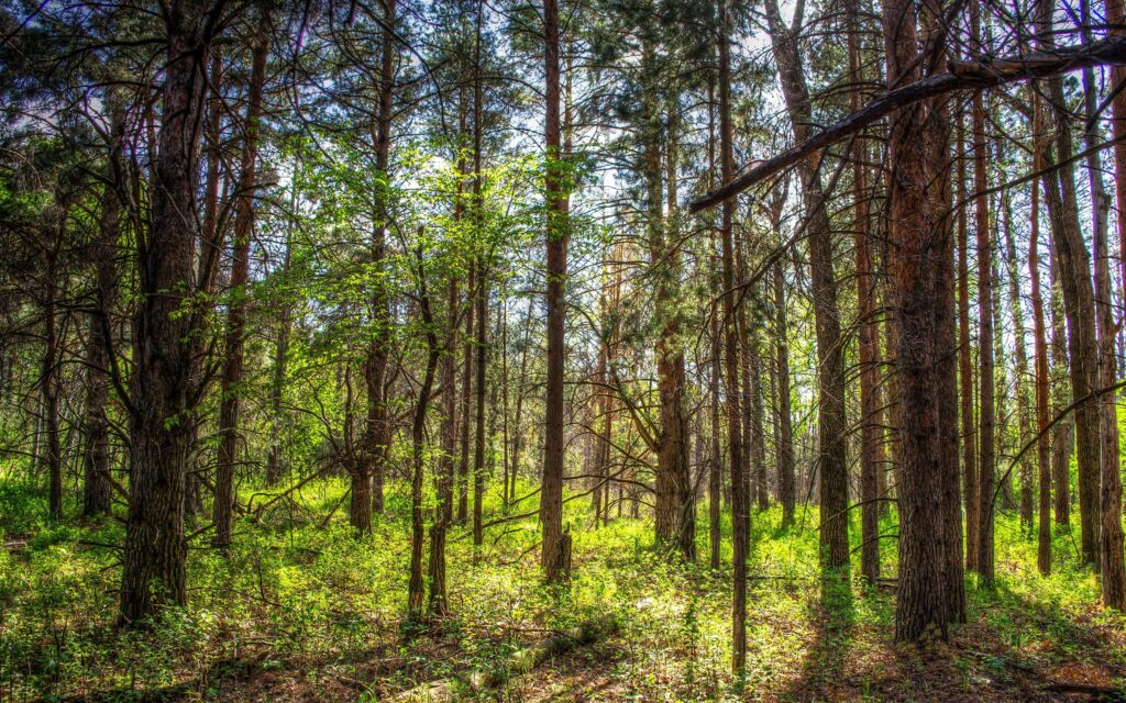 Wallpaper USA North Dakota Nature Spring Forests Trunk tree