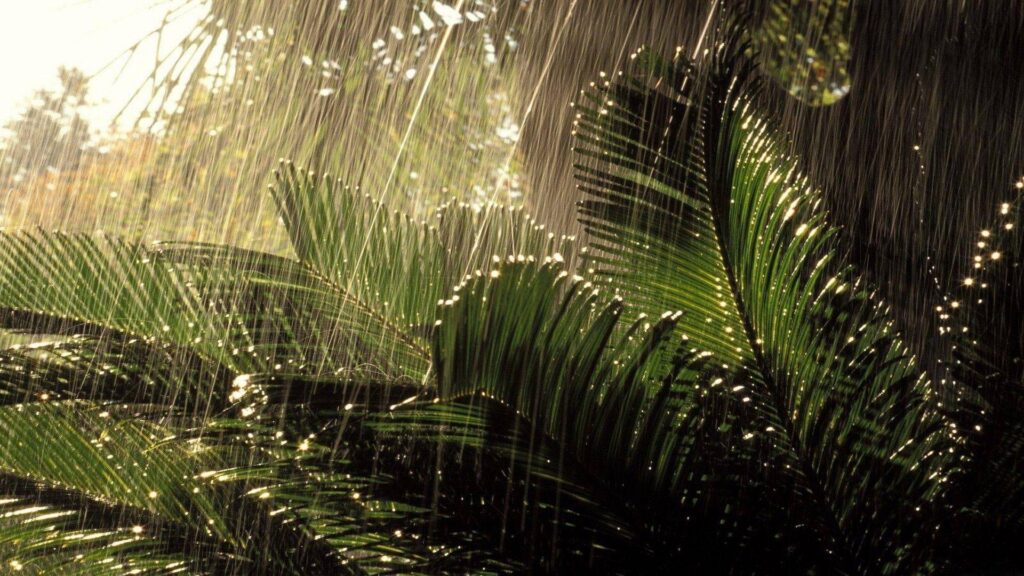 Wallpapers For – Summer Rain Wallpapers Hd