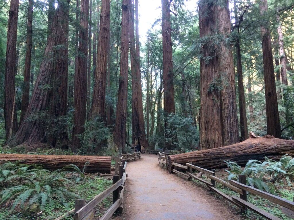 Brown, forest, muir woods, national park, nature, park, tree, woods