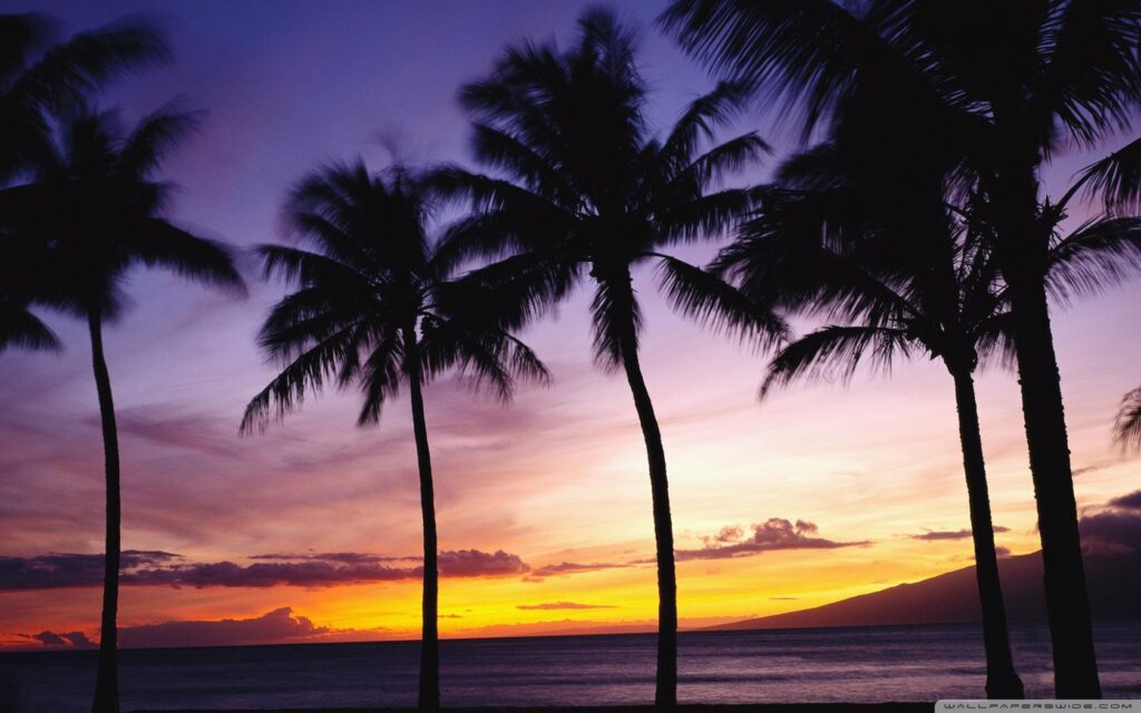 Palm Trees Wallpapers 2K Group