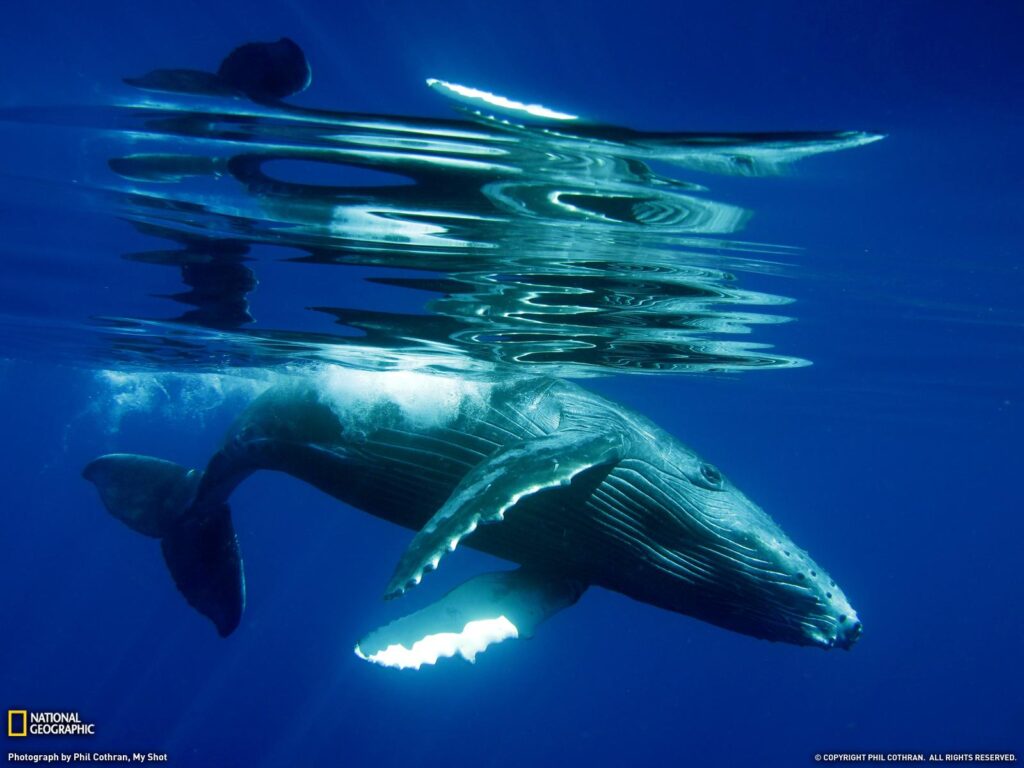 Humpback Whale Song, 2K Wallpapers & backgrounds Download