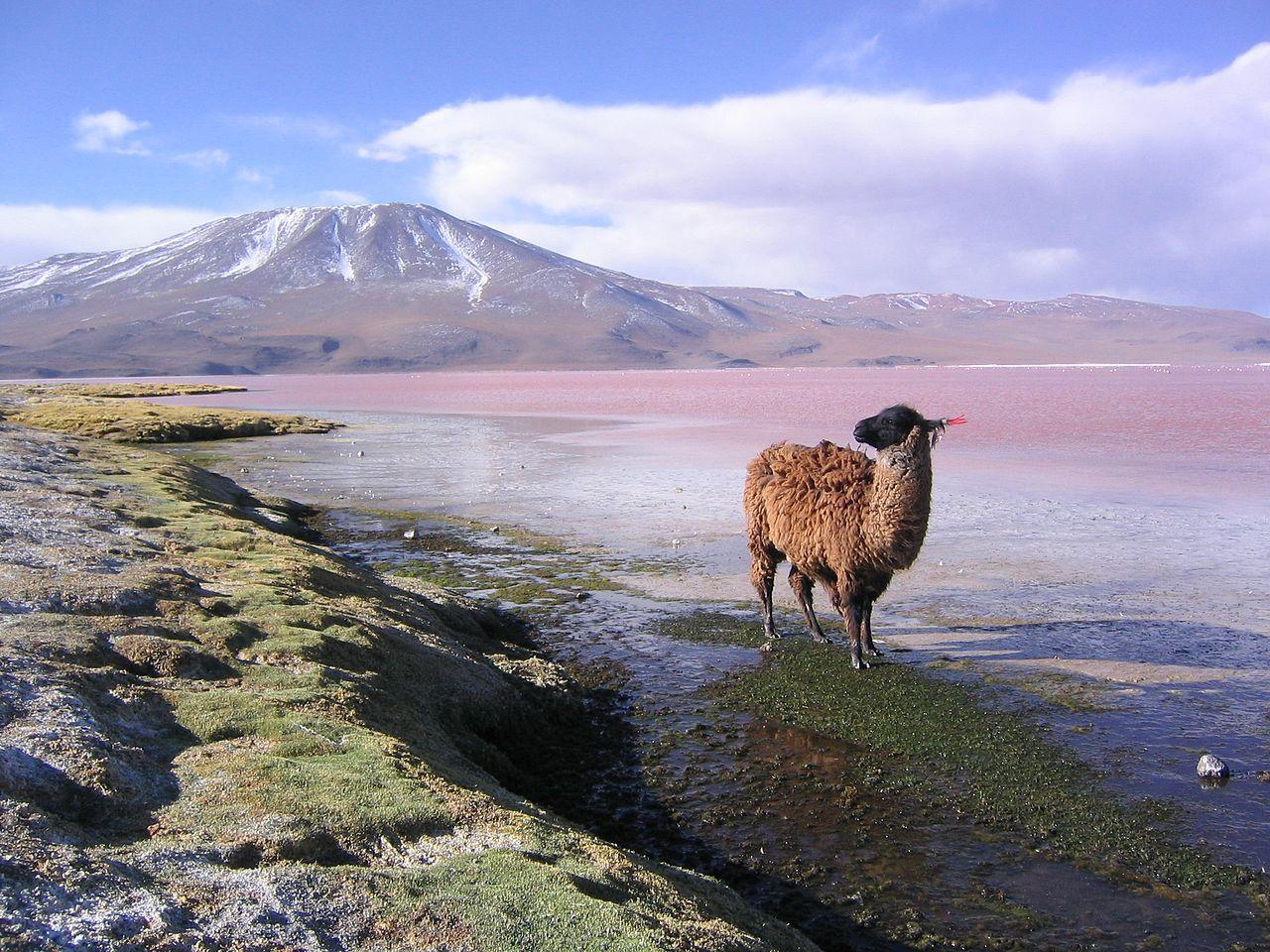 FileLlama en la laguna Colorada Potosí Bolivia K