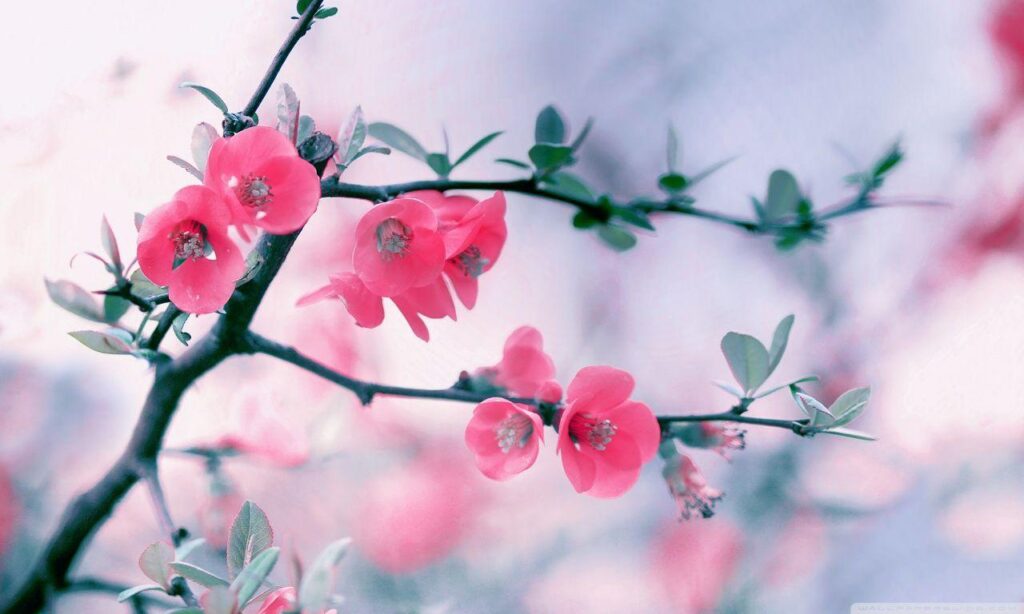 Spring Wallpapers Download Group
