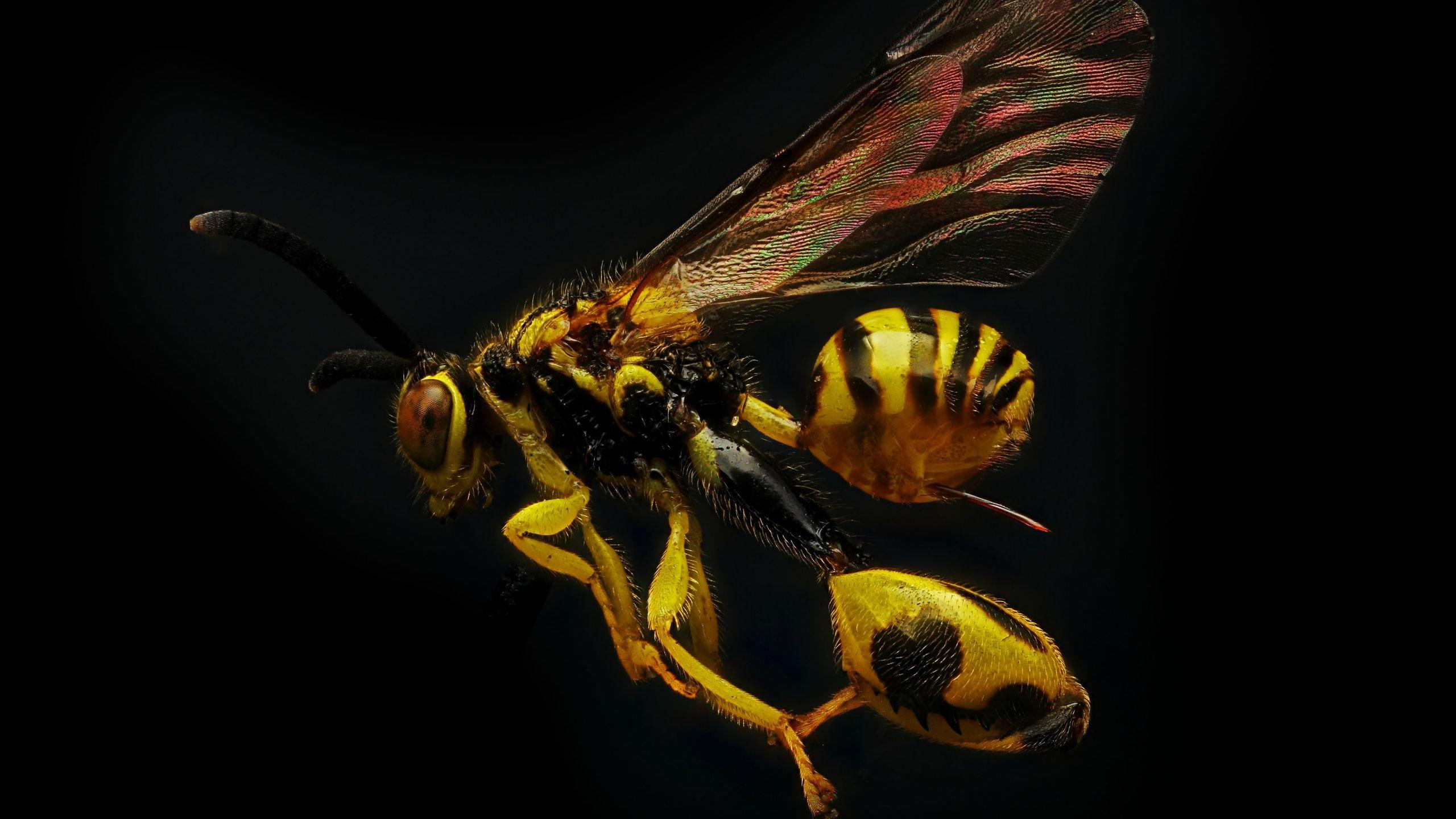 Wasp K wallpapers for your desk 4K or mobile screen free