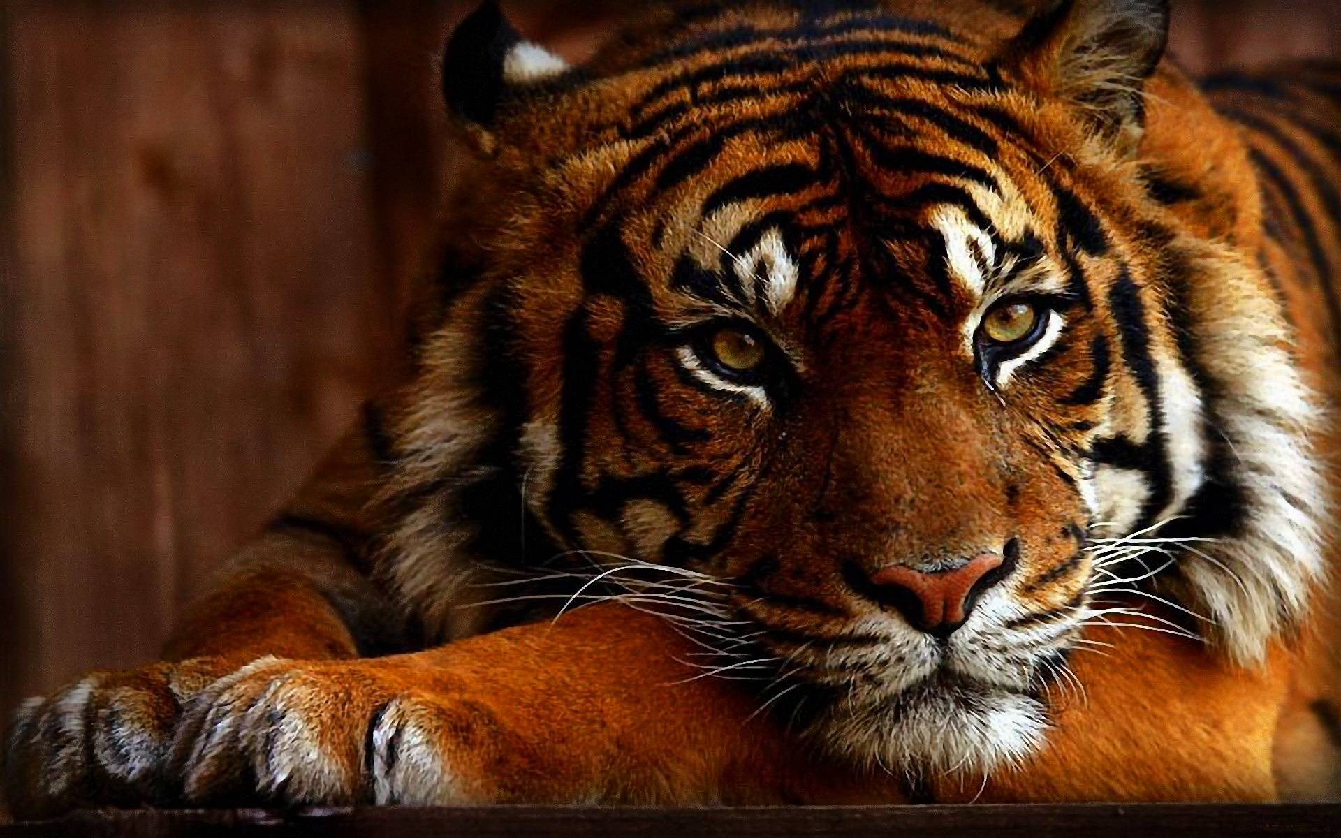 Wallpapers 2K Tiger  High Definition Wallpapers