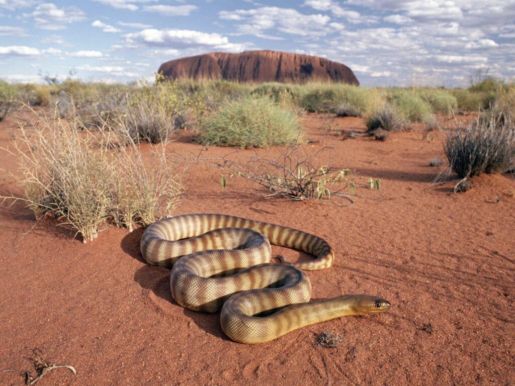 Woma Python Uluru National Park Australia