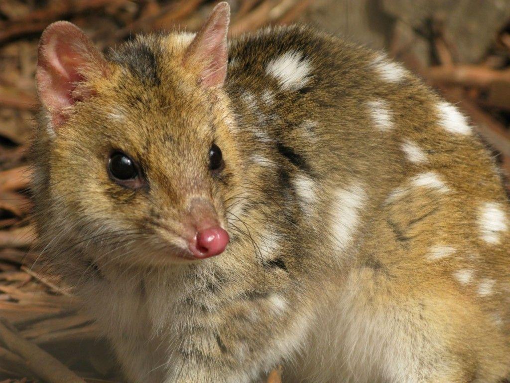 The Cute Polka Dot Eastern Quolls Begin Their Reintroduction