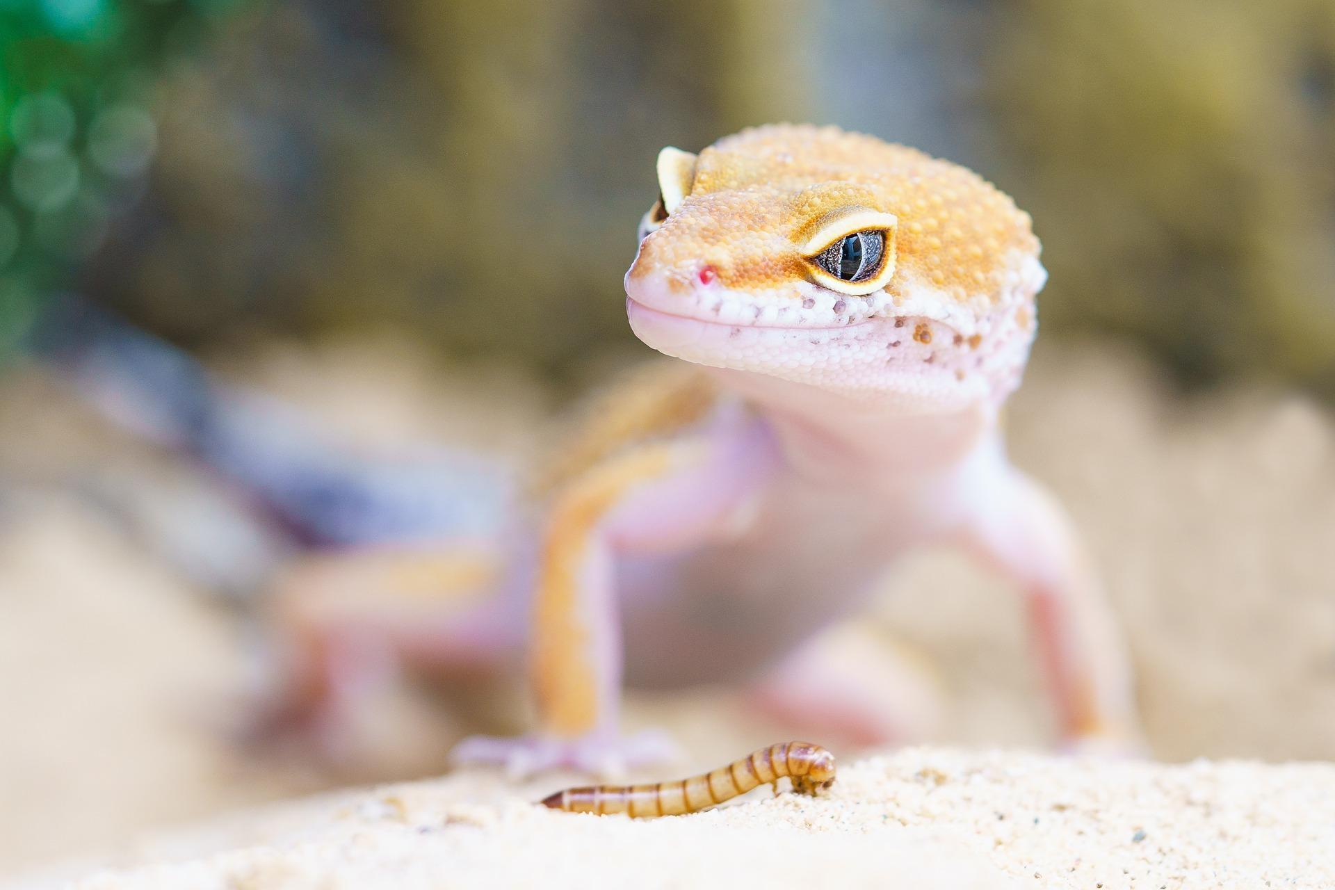 Gecko Wallpapers 2K for Android