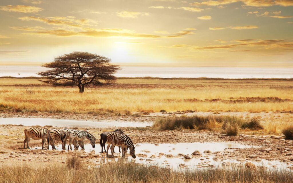 Namibia Safari Wallpapers