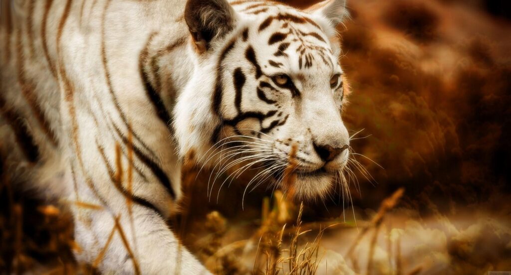 Free screensaver white tiger