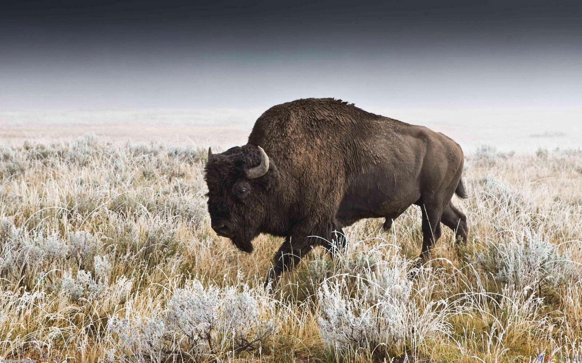 Pix For – American Bison Wallpapers