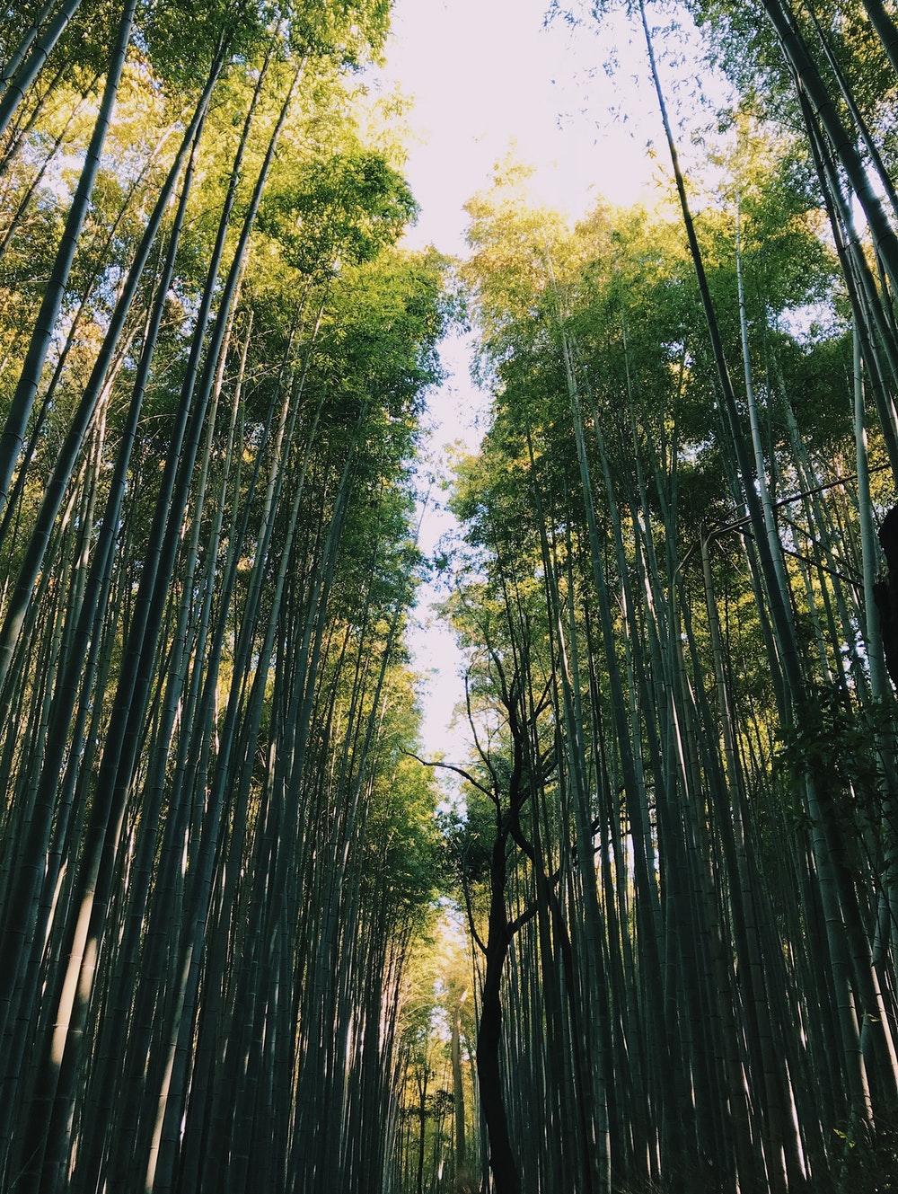 Arashiyama Bamboo Grove, Kyoto, Japan Pictures