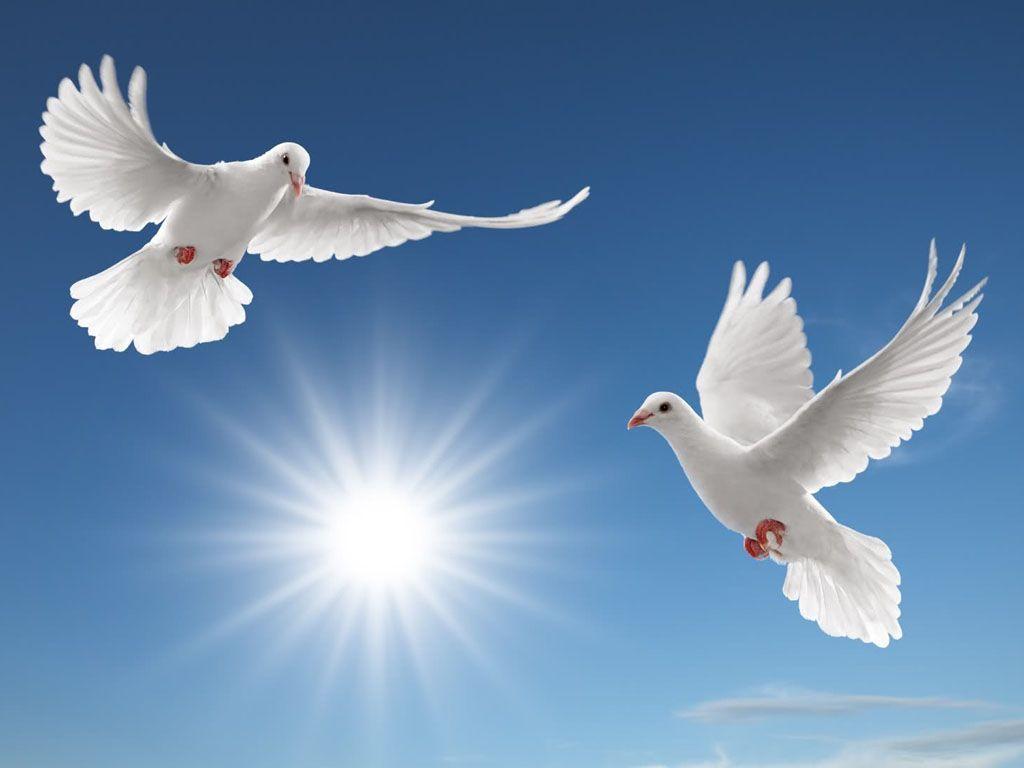 Peace Dove Wallpapers
